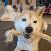 柴犬