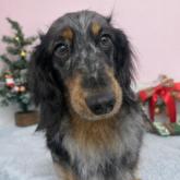 ミニチュアダックスフンド(ロング)