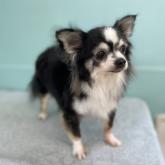 チワワ(ロング)