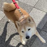 柴犬