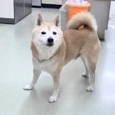 柴犬
