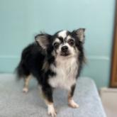 チワワ(ロング)