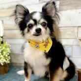 チワワ(ロング)