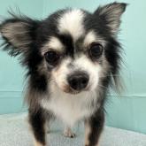 チワワ(ロング)