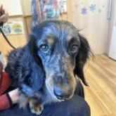 ミニチュアダックスフンド(ロング)