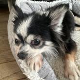 チワワ(ロング)