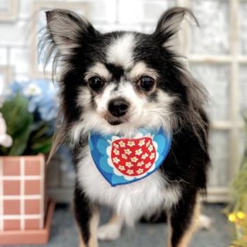 犬の里親募集】神奈川県・ジャックラッセルテリア・☆元気いっぱい