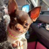 チワワ(スムース)