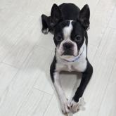 ボストンテリア