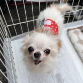 チワワ(ロング)