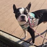 ボストンテリア