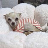 チワワ(スムース)