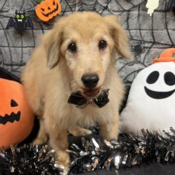 犬 × 岡山県 × ミニチュアダックスフンド(ロング)の里親募集一覧