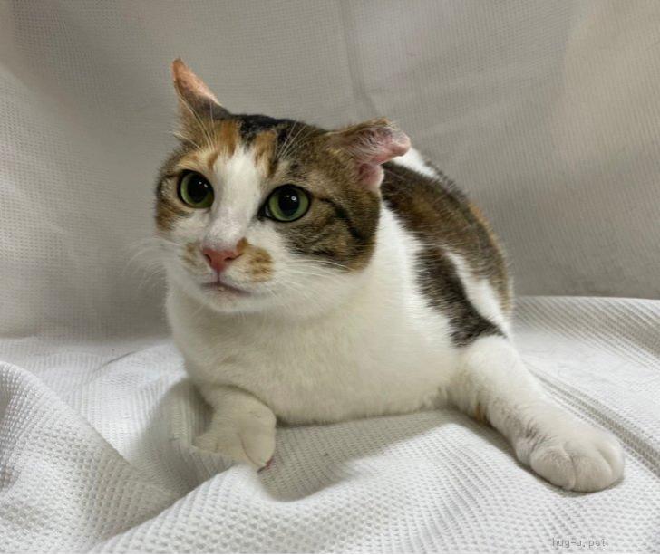 猫の里親募集】東京都・雑種・【4/16譲渡出場にゃんず】キジ三毛♀@約