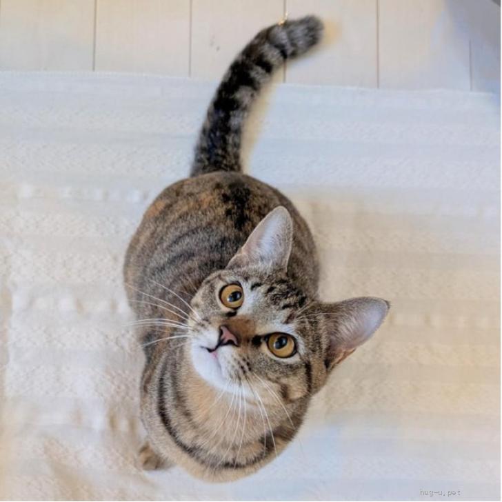 猫の里親募集】東京都・雑種・【2/23譲渡会出場にゃんず】キジ三毛