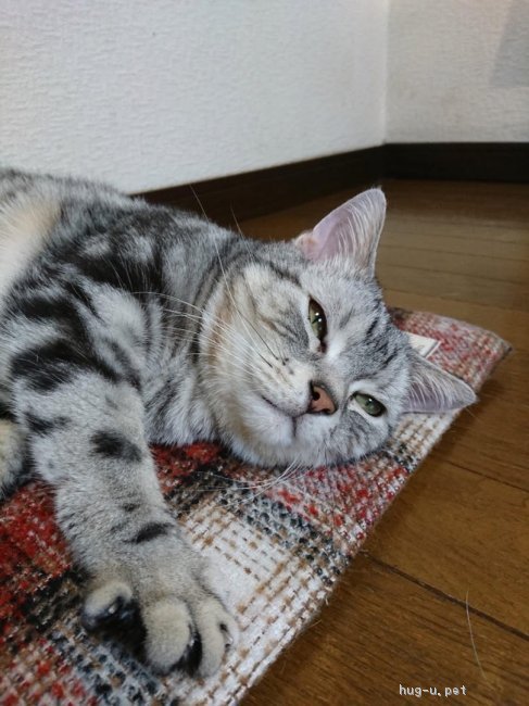 猫の里親募集 東京都 アメリカンショートヘア 飼い主さん急死のため緊急保護アメショ スリゴロ ハグー みんなのペット里親 情報 Id 1901