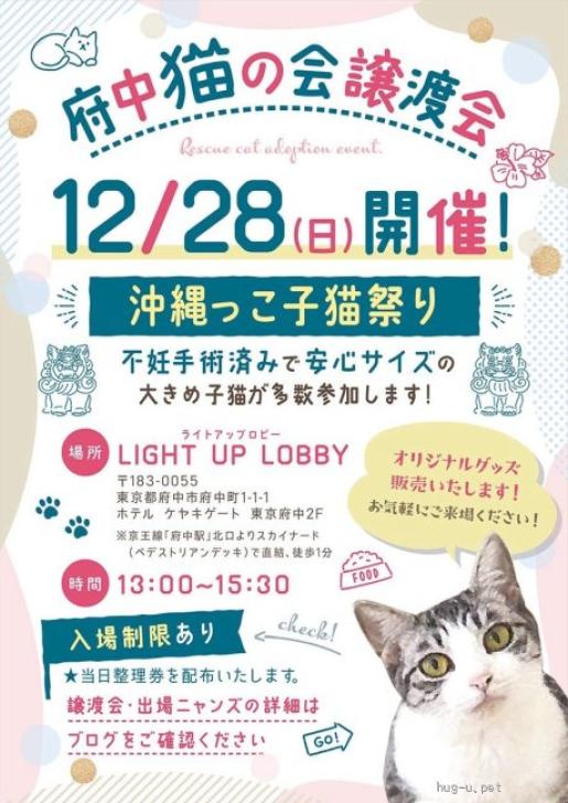 猫の里親募集】東京都・雑種・【12/28譲渡会出場】キジ白子猫♂@約6