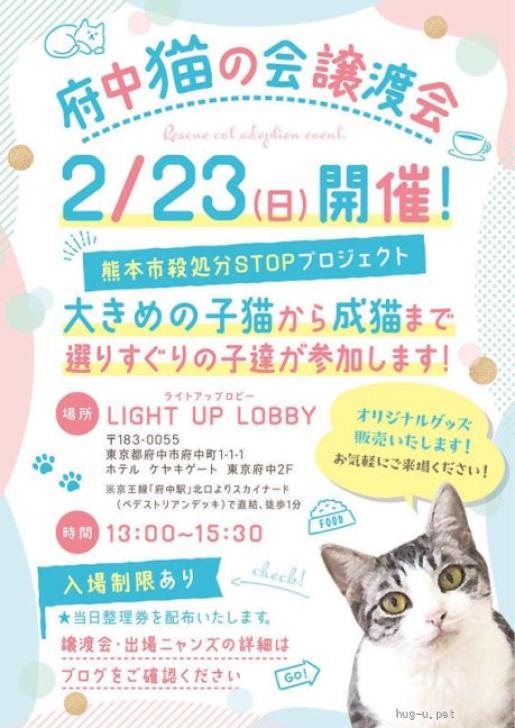 猫の里親募集】東京都・雑種・【2/23譲渡会出場にゃんず】キジ三毛