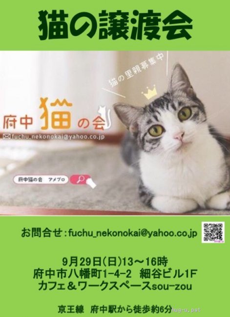 猫の里親募集 東京都 雑種 抱っこok かわいいキジ白ちゃん 5ヶ月 ハグー みんなのペット里親情報 Id 1909