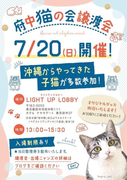 ご予約受付ページ⑦　猫パネル 猫の里親募集】東京都・雑種・【7/20譲渡会出場】キジ白子猫♂@約3ヶ月