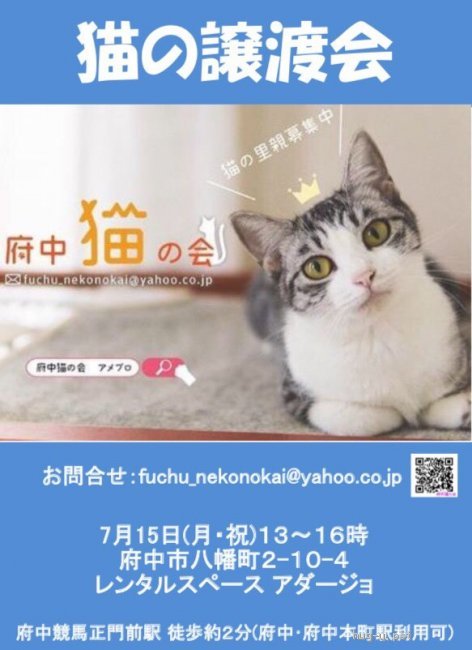 猫の里親募集】東京都・雑種・初心者OK！優しい性格の白黒猫@1歳未満 