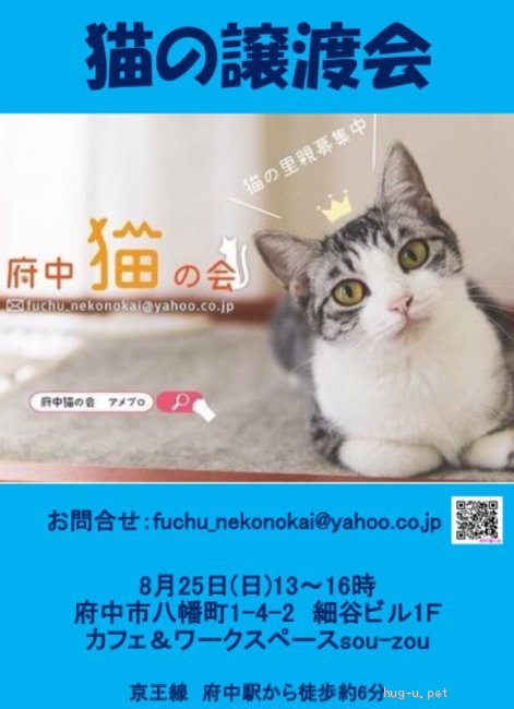 猫の里親募集 東京都 雑種 初心者ok ハチワレ系黒白猫 4ヶ月 ハグー みんなのペット里親情報 Id 1908