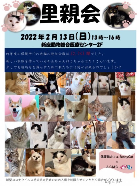 保護活動者 保護猫カフェfunnycat 埼玉県狭山市 ハグー みんなのペット里親情報