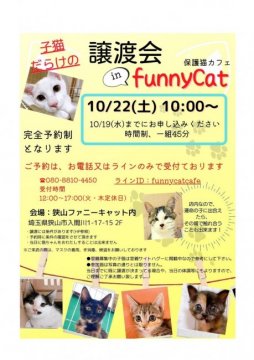 保護活動者 保護猫カフェfunnycat 埼玉県狭山市 ハグー みんなのペット里親情報