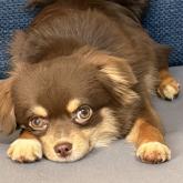 チワワ(ロング)