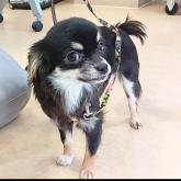 チワワ(ロング)