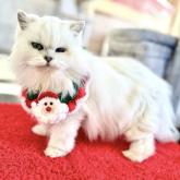 チンチラペルシャ