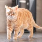 アメリカンショートヘア