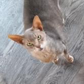アビシニアン