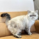 エキゾチックショートヘア