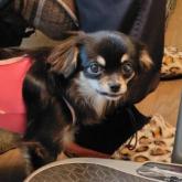 チワワ(ロング)