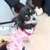 チワワ(ロング)