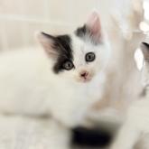 雑種
