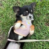 チワワ(ロング)