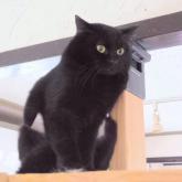 雑種