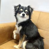 チワワ(ロング)