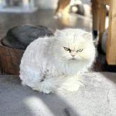 チンチラペルシャ