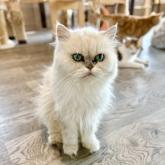 チンチラペルシャ