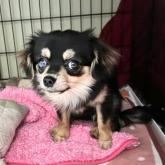 チワワ(ロング)