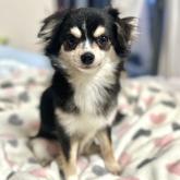 チワワ(ロング)