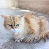チンチラペルシャ