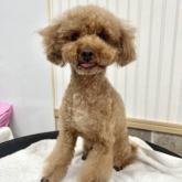 トイプードル