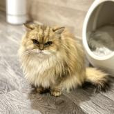 チンチラペルシャ