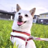柴犬