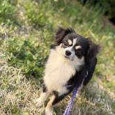 チワワ(ロング)