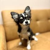 チワワ(ロング)